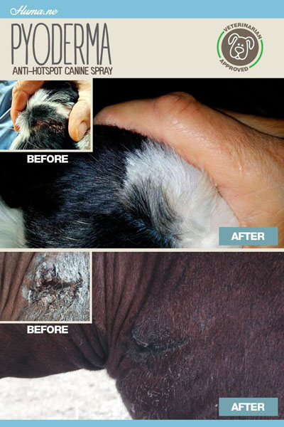 Pyoderma Before & After
